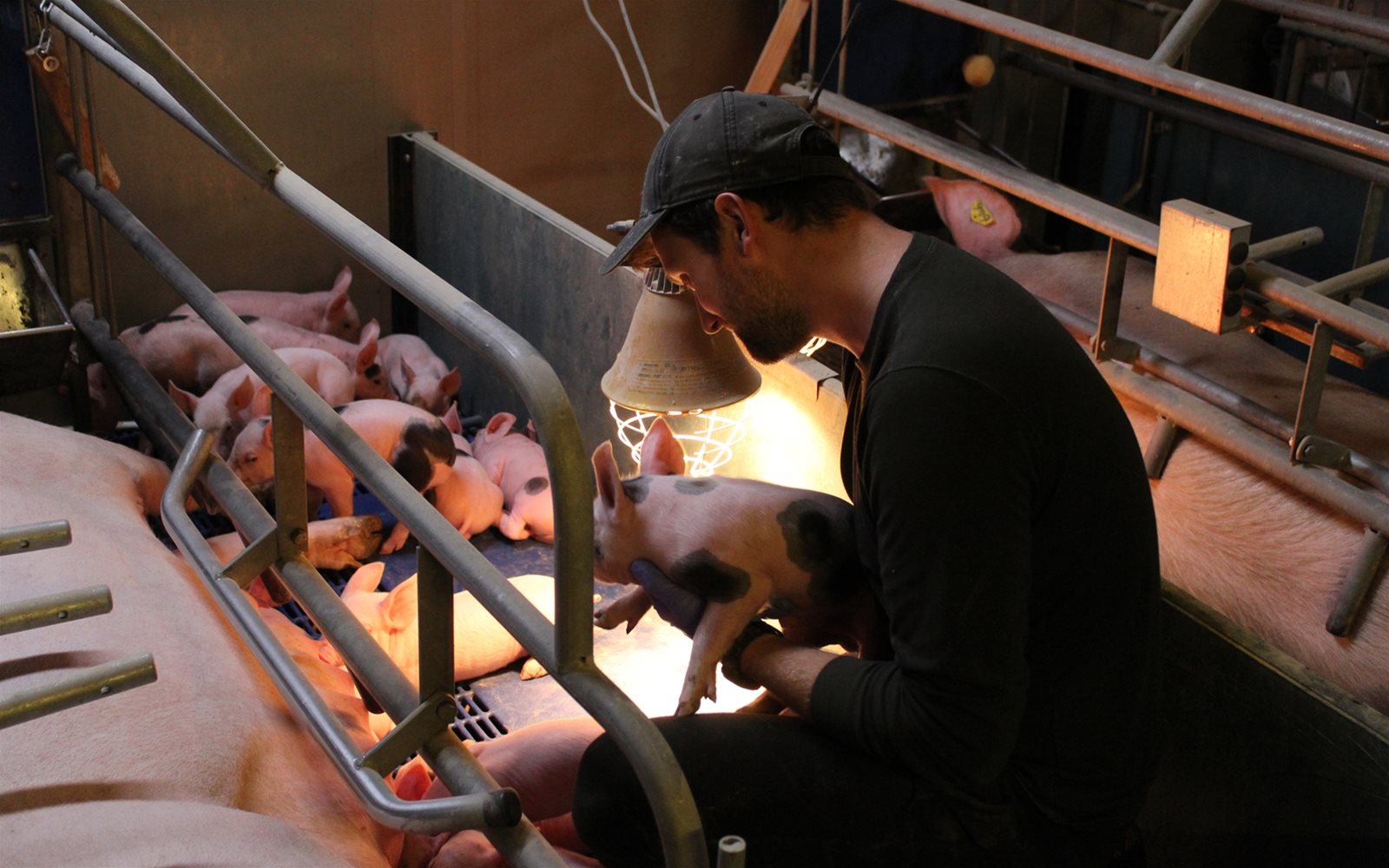 Darren with young piglets