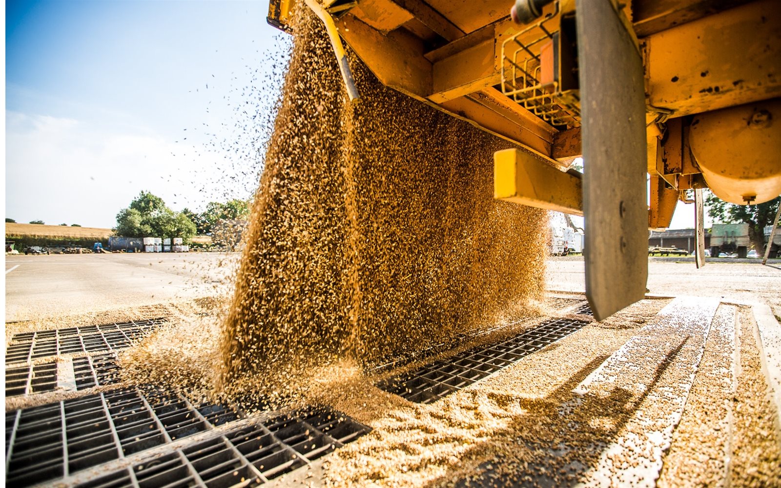 Wheat being tipped into grain store
