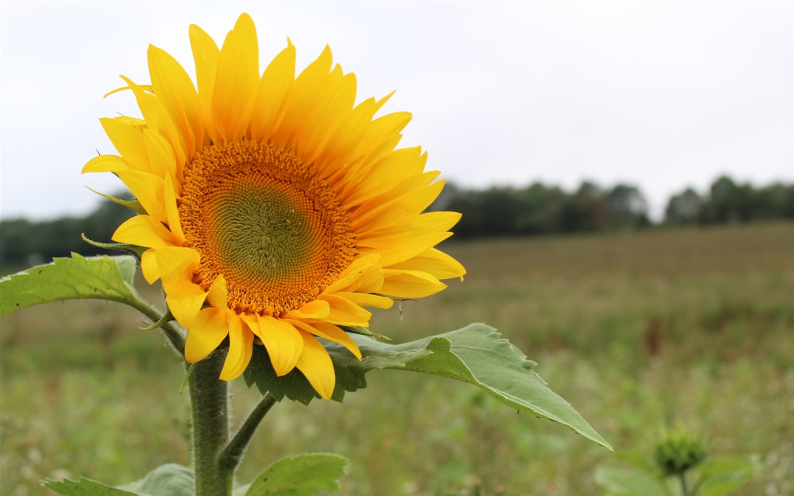 Sunflower in wild bird seed plots