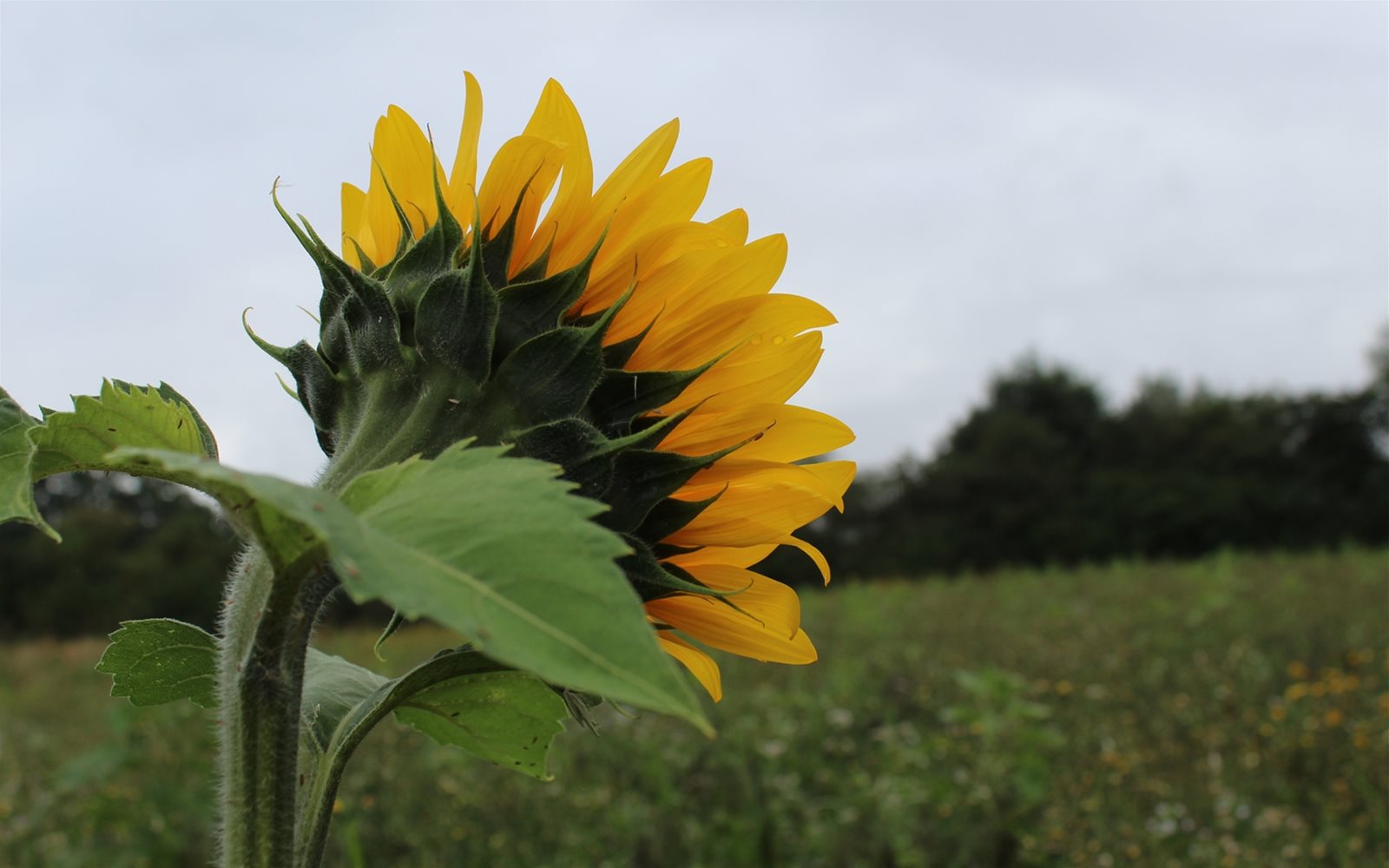 Sunflower turning to the sun